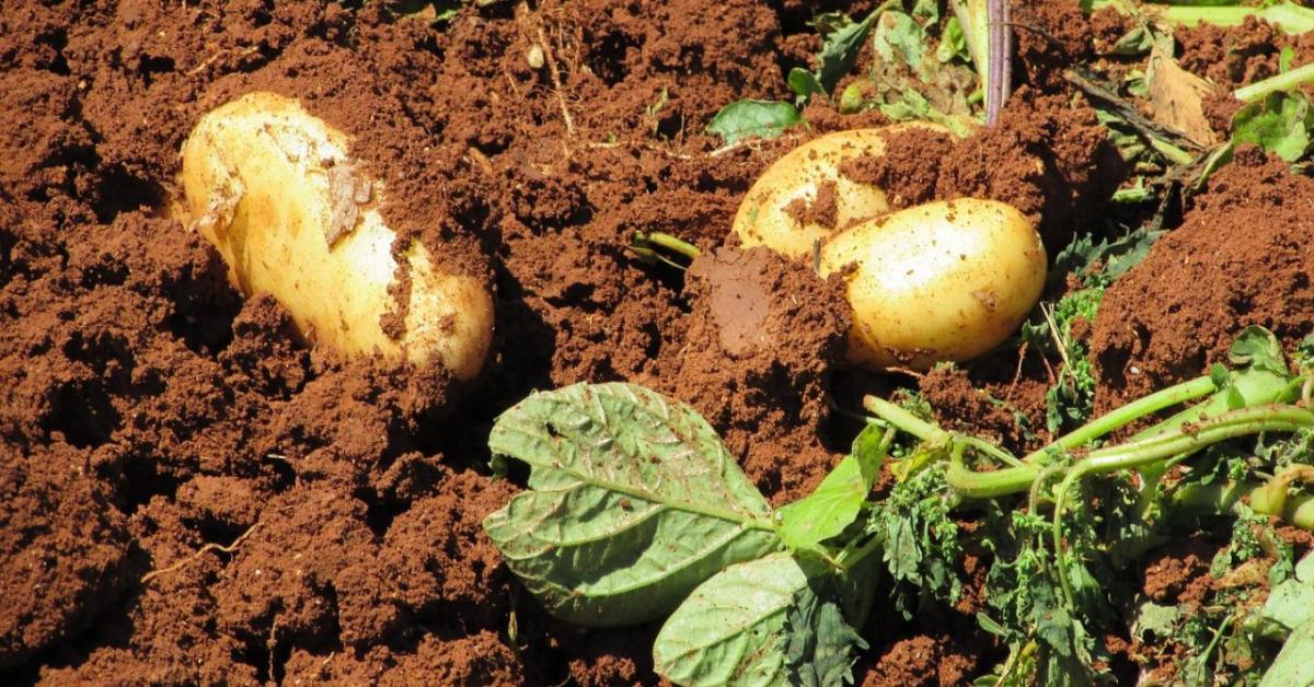 A burgonya felszedésének időzítése sokkal fontosabb, mint gondolnád - ezen a termés is múlhat