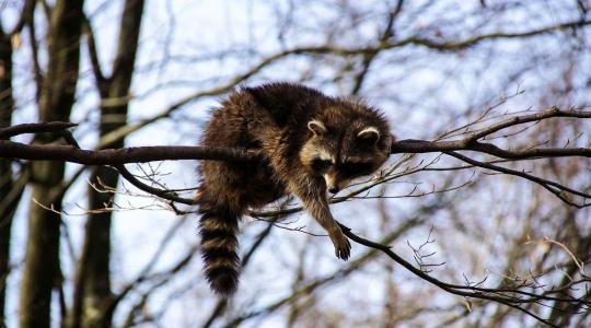 Drámai vészhelyzet: megállíthatatlan ennek a ragadozónak a terjedése hazánkban