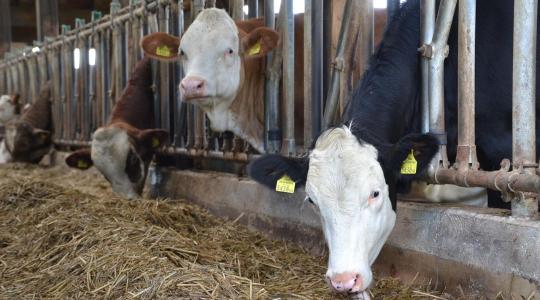 Gyorsabb kifizetések, rendkívüli támogatás a tejtermelőknek