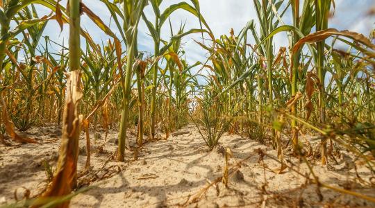 Romló talaj, aszály, csökkenő termés: sürgető beavatkozásra van szükség