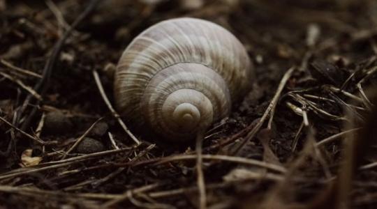 Vigyázz: kellemetlen vendégek bújhatnak meg a mulcsréteg alatt!