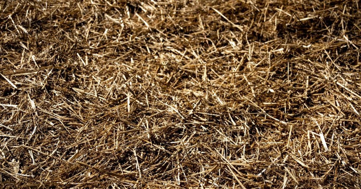 A tapasztalt kertészek emiatt takarják szalmával a paradicsom földjét