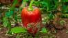 A paprika termése torz és repedt lett? Ez a hiányállapot is állhat a háttérben