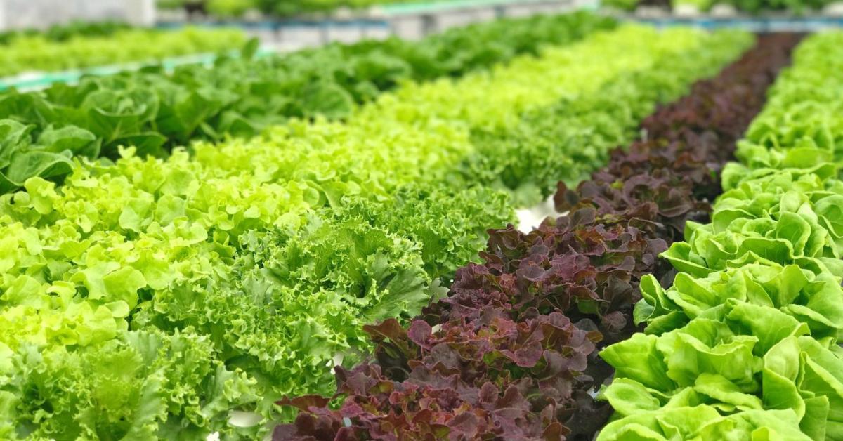 Szennyvízből prémium öntözővíz: Miért vált stratégiai aranybányává a tisztított víz a mezőgazdaságban? Szennyvízből prémium öntözővíz: Miért vált stratégiai aranybányává a tisztított víz a mezőgazdaságban?