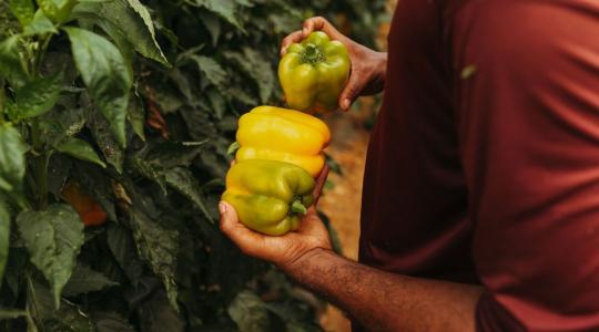 A paprika nem akar bepirosodni? A hőség és a fajta is befolyásolhatja az érést