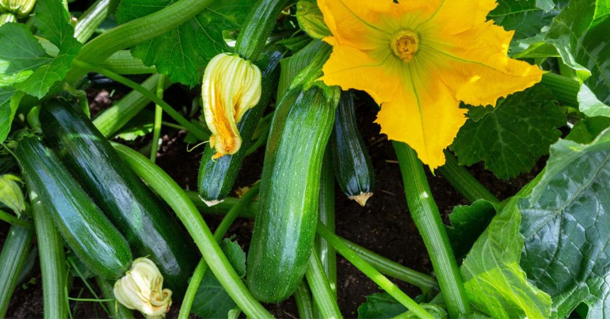 A cukkinit emiatt támadja meg gyorsan a lisztharmat - a megelőzés most különösen fontos
