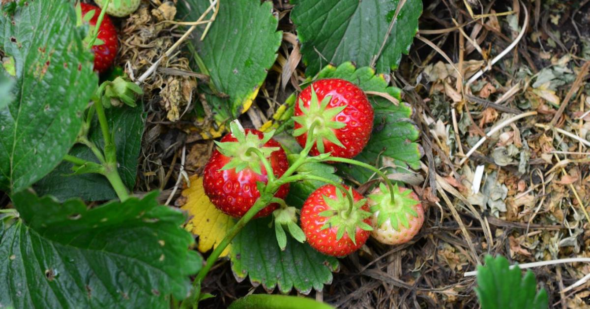 Az eper emiatt marad apró és íztelen - a túl sűrű állomány is gondot okozhat