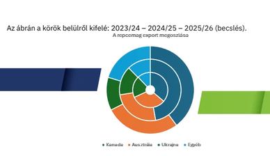 napraforgó napraforgó
