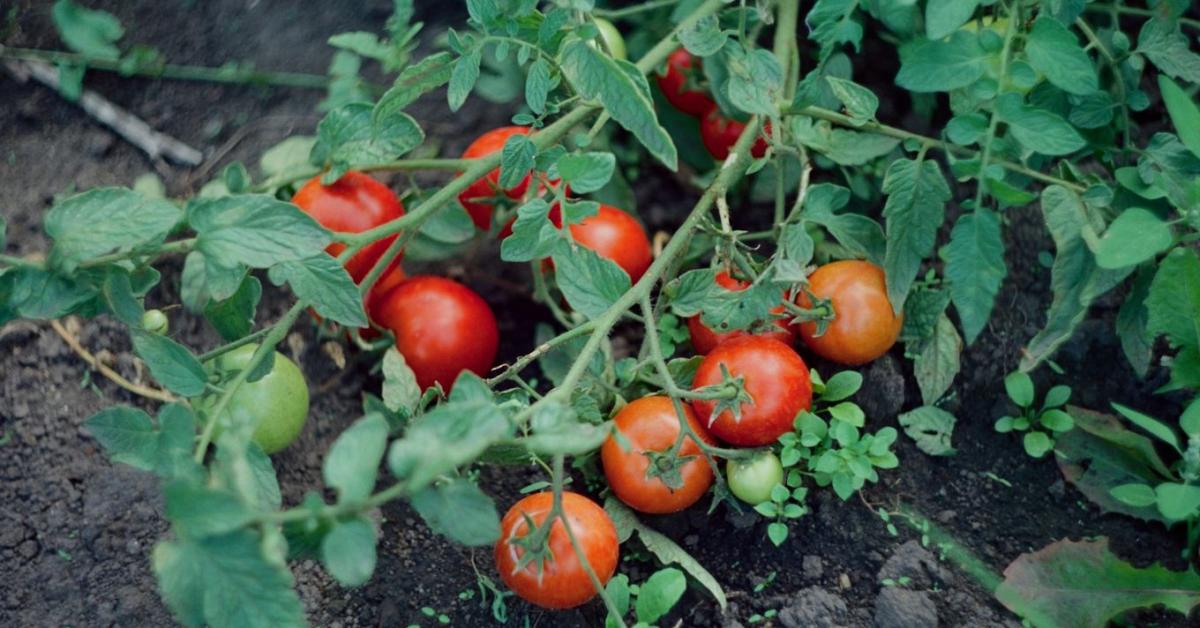 A paradicsomot a hőség napok alatt tönkreteheti - ezért lehet életmentő az árnyékolás