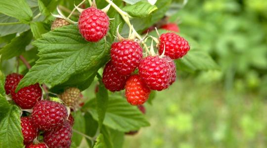 A málna metszésének időzítése a termés mennyiségét is befolyásolhatja