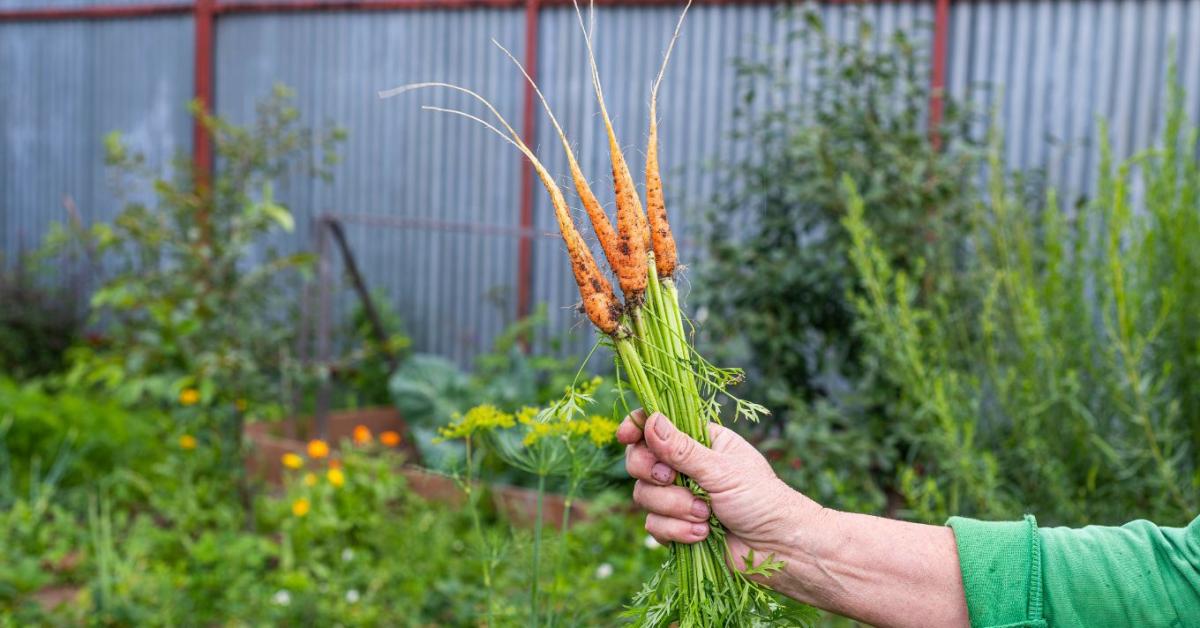 A sárgarépa emiatt marad apró és görbe - a talajszerkezet döntő lehet