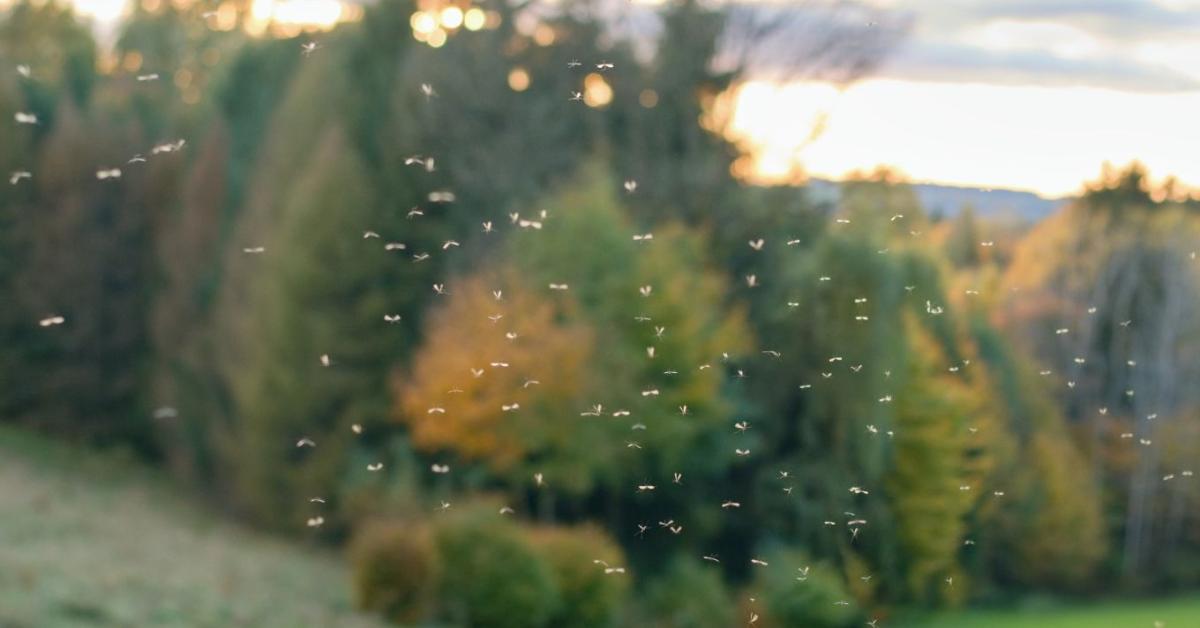 Ezek a növények természetesen távol tarthatják a szúnyogokat a terasztól és a kerttől