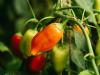 A paprika fejlődése hirtelen leállt? A gyökérnél is lehet probléma