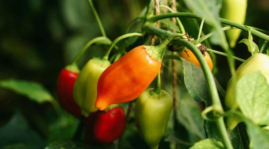 A paprika fejlődése hirtelen leállt? A gyökérnél is lehet probléma A paprika fejlődése hirtelen leállt? A gyökérnél is lehet probléma