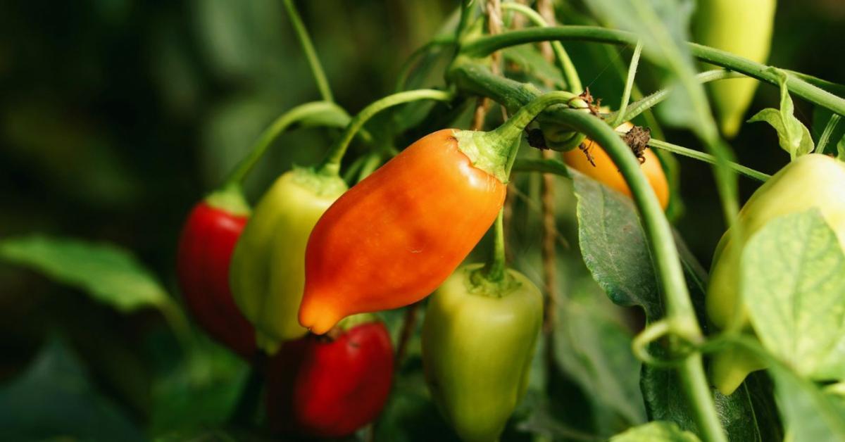 A paprika fejlődése hirtelen leállt? A gyökérnél is lehet probléma