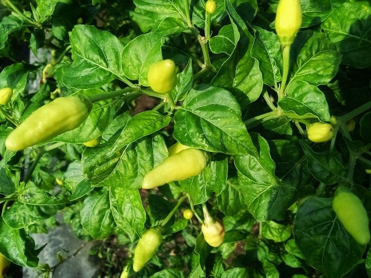 paprika növekedése paprika növekedése