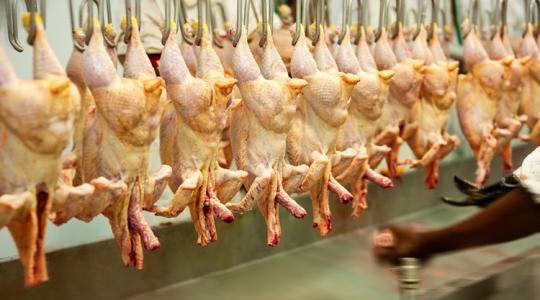 Ezek a legfrissebb baromfiárak: nagyüzem a vágóhidakon Ezek a legfrissebb baromfiárak: nagyüzem a vágóhidakon