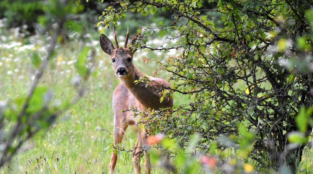Jelentős hektáronkénti támogatás az örökerdő-átállásra