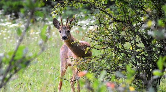 Jelentős hektáronkénti támogatás az örökerdő-átállásra