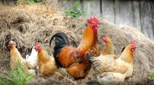 Megéri ma tanyára költözni? Ezekkel a költségekkel sokan nem számolnak