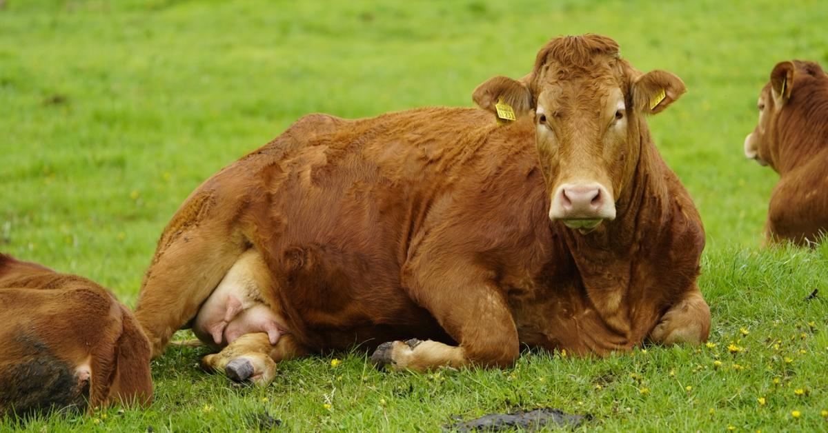 Óriási a szakadék: ég és föld a marha- és sertéstenyésztők helyzete