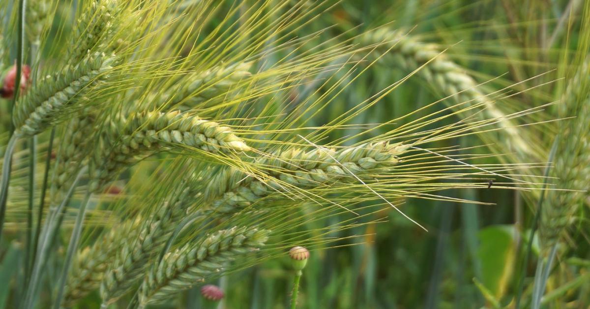3 napos előrejelzés: Érkezik az utánpótlás