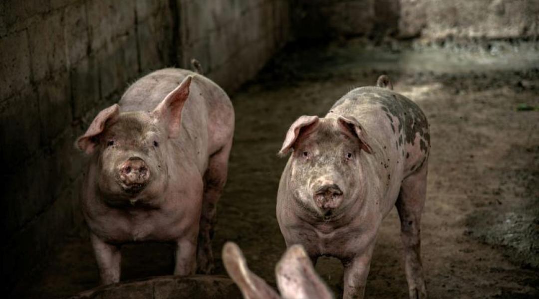Ez nagyon rossz hír! Házisertés-állományban igazolta a Nébih az ASP jelenlétét