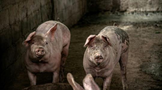 Ez nagyon rossz hír! Házisertés-állományban igazolta a Nébih az ASP jelenlétét