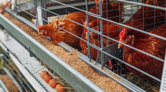 Válaszút előtt az állattenyésztés: A ketrecmentes átállásnak vannak valós pénzügyi kockázatai