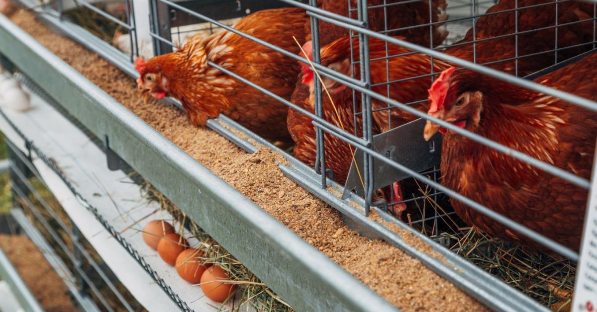 Válaszút előtt az állattenyésztés: A ketrecmentes átállásnak vannak valós pénzügyi kockázatai