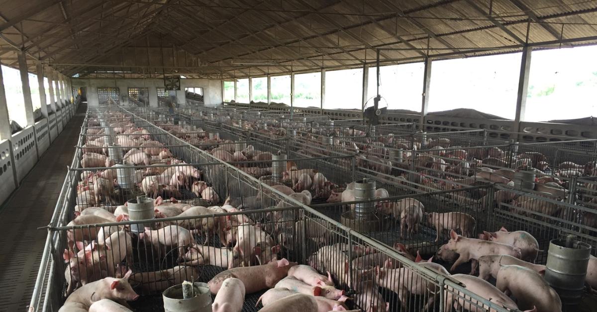 Sertéspestis: vágóhídra is juthattak fertőzött sertések Sertéspestis: vágóhídra is juthattak fertőzött sertések