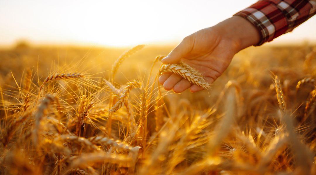 Rossz hír: meredeken zuhannak az új termésű gabonák árai 