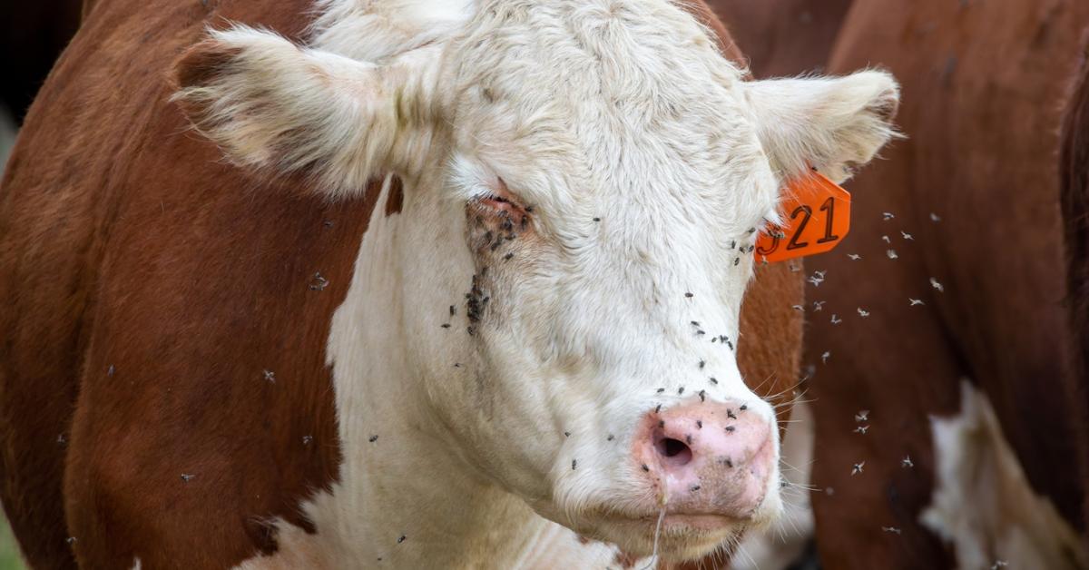 Sci-fibe illő biológiai háború indult az amerikai-mexikói határon