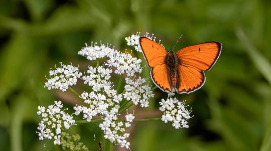 50 ezer forint az eszmei értéke az év lepkéjének