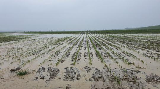 Kritikus a helyzet Huelvában – megközelíthetetlenné váltak az ültetvények