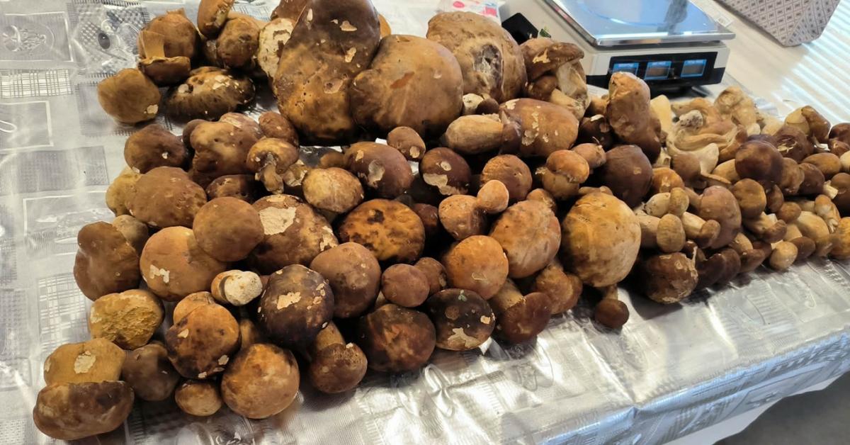 Roham a piacon: már kapható a vargánya, ennyi most az ára