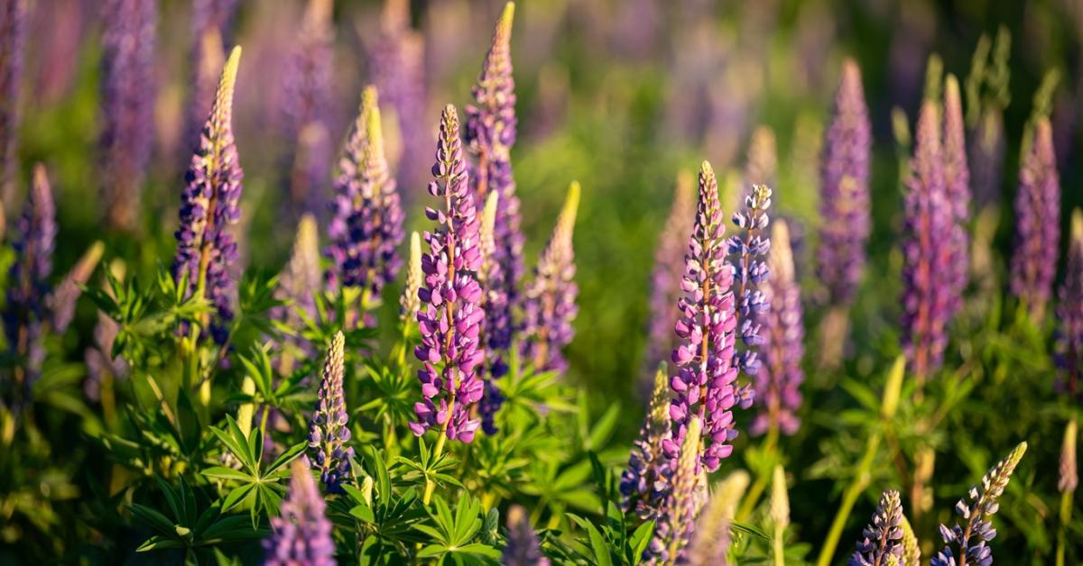 Csodaszép, de tényleg beleszólhat a fehérjenövény-termesztés szerkezetébe?
