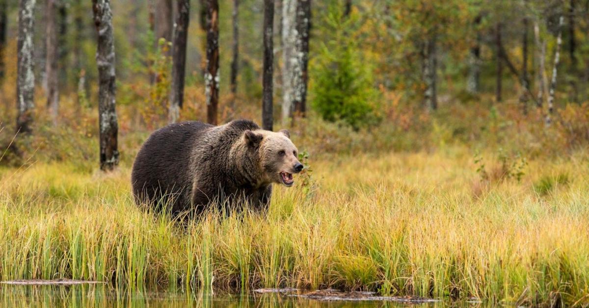 Újabb halálos medvetámadás Romániában Újabb halálos medvetámadás Romániában