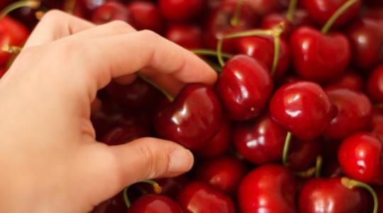 Az öregek tudták: kukacos a cseresznye, mi legyen vele?