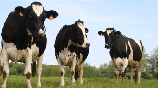 Brucellózis-mentes lett Magyarország – könnyebbé válik a szarvasmarha-szállítás