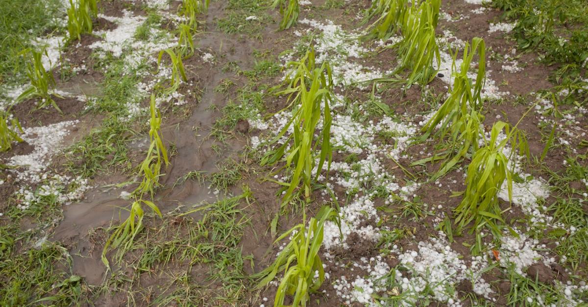 JÉGER-ügy: visszafogottabb működés, miniszteri vizsgálat 