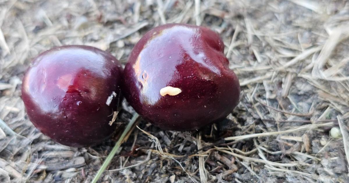 Ha fent hagyod a fán a férges gyümölcsöt, saját magadnak neveled ki a jövő évi kártevőinváziót