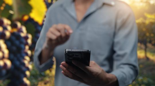 Mobilappon is jelenthető az amerikai szőlőkabóca