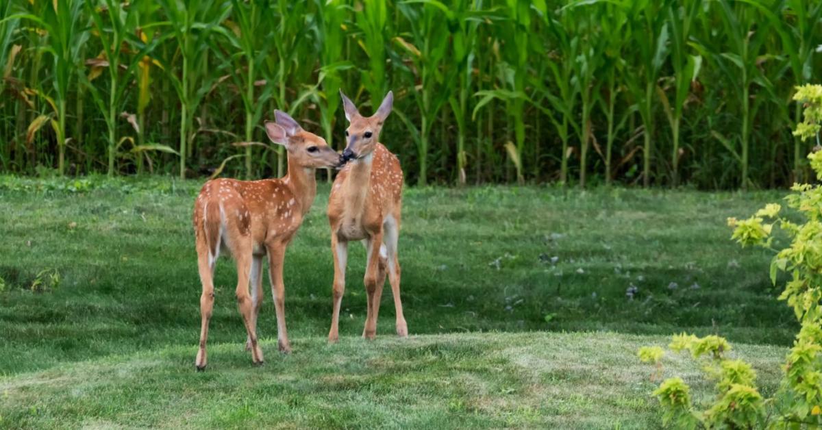 Vége a hagyományos vadászatnak: A klímaváltozás miatt teljesen át kell írni a gazdák és a vadászok kapcsolatát