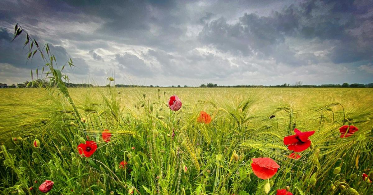 Agrometeorológia: Érkezik a csapadék – vajon mire lesz elég? Agrometeorológia: Érkezik a csapadék – vajon mire lesz elég?
