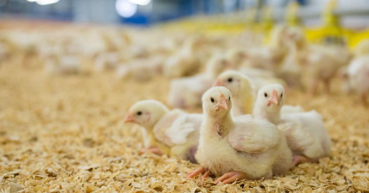 Fokhagymából nyert allicint vizsgálnak kenyai kutatók antibiotikum-alternatívaként brojlercsirkéknél