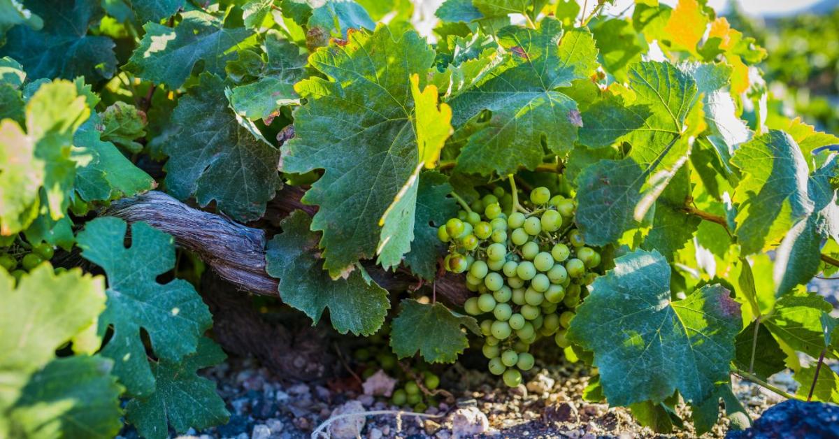 Digitális vízgazdálkodás menti meg Santorini szőlőültetvényeit
