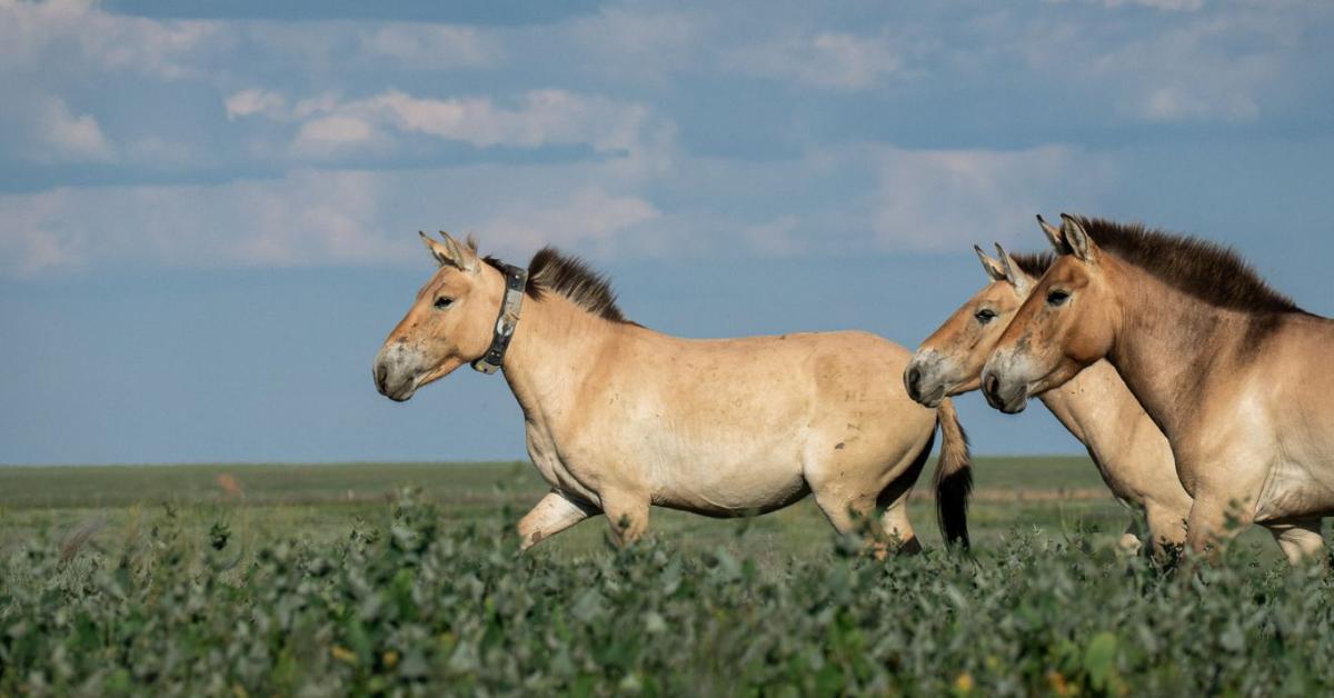 A Hortobágyról a sztyeppére: újra szabadon élnek a Przewalski-vadlovak Kazahsztánban