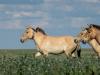 A Hortobágyról a sztyeppére: újra szabadon élnek a Przewalski-vadlovak Kazahsztánban