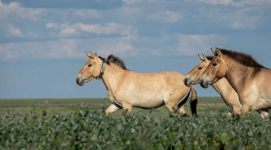 A Hortobágyról a sztyeppére: újra szabadon élnek a Przewalski-vadlovak Kazahsztánban